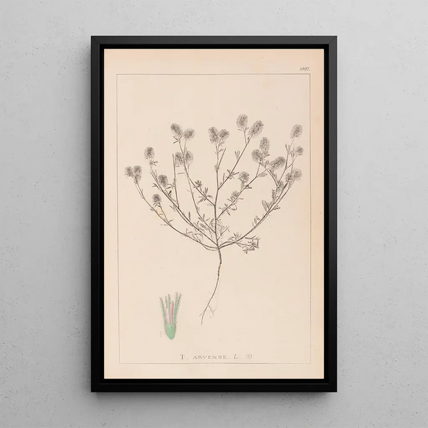 Louis Antoine Cusin - Herbier de la flore franaise Pl0334.webp