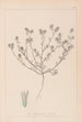 Herbier de la flore française Pl0334 - Louis Antoine Cusin — weergave van het kunstwerk