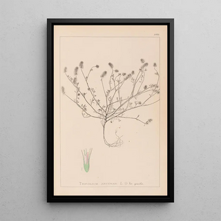 Louis Antoine Cusin - Herbier de la flore franaise Pl0335.webp