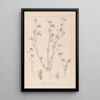 Louis Antoine Cusin - Herbier de la flore franaise Pl0338.webp