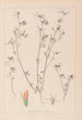 Herbier de la flore française Pl0338 - Louis Antoine Cusin — weergave van het kunstwerk