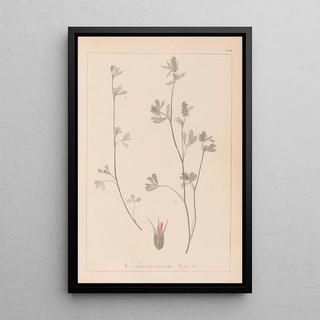 Louis Antoine Cusin - Herbier de la flore franaise Pl0340.webp