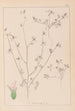 Herbier de la flore française Pl0341 - Louis Antoine Cusin — weergave van het kunstwerk