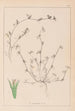 Herbier de la flore française Pl0342 - Louis Antoine Cusin — weergave van het kunstwerk