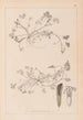 Herbier de la flore française Pl0343 - Louis Antoine Cusin — weergave van het kunstwerk