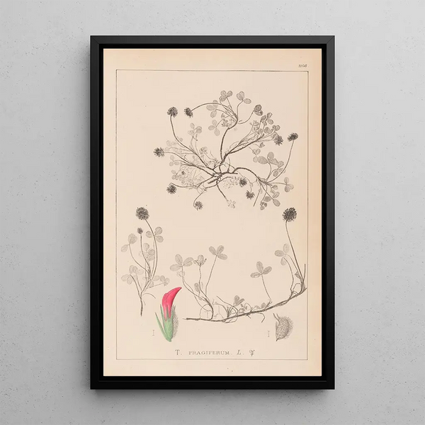 Louis Antoine Cusin - Herbier de la flore franaise Pl0344.webp