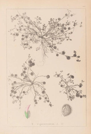 Louis Antoine Cusin - Herbier de la flore franaise Pl0346.webp
