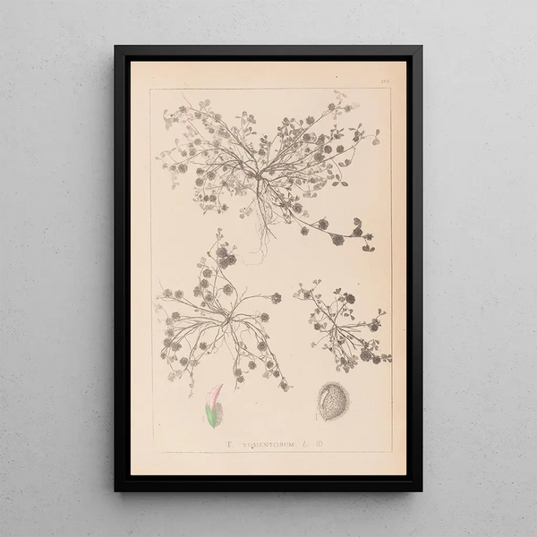 Louis Antoine Cusin - Herbier de la flore franaise Pl0346.webp