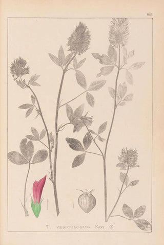 Louis Antoine Cusin - Herbier de la flore franaise Pl0347.webp