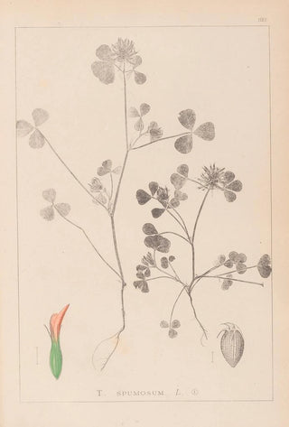 Louis Antoine Cusin - Herbier de la flore franaise Pl0348.webp