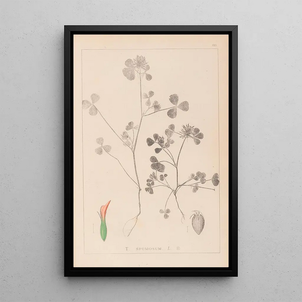 Louis Antoine Cusin - Herbier de la flore franaise Pl0348.webp
