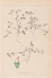 Herbier de la flore française Pl0349 - Louis Antoine Cusin — weergave van het kunstwerk