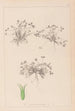 Herbier de la flore française Pl0350 - Louis Antoine Cusin — weergave van het kunstwerk