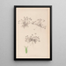 Herbier de la flore française Pl0350 - Louis Antoine Cusin — ingelijst kunstwerk aan de muur