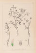 Herbier de la flore française Pl0351 - Louis Antoine Cusin — weergave van het kunstwerk
