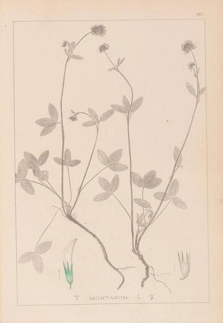 Louis Antoine Cusin - Herbier de la flore franaise Pl0352.webp