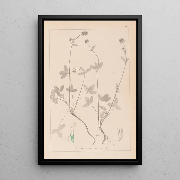 Louis Antoine Cusin - Herbier de la flore franaise Pl0352.webp