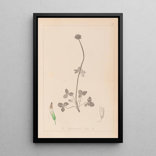 Louis Antoine Cusin - Herbier de la flore franaise Pl0353.webp