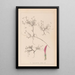 Herbier de la flore française Pl0354 - Louis Antoine Cusin — ingelijst kunstwerk aan de muur