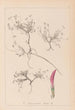 Herbier de la flore française Pl0354 - Louis Antoine Cusin — weergave van het kunstwerk
