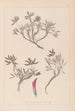 Herbier de la flore française Pl0355 - Louis Antoine Cusin — weergave van het kunstwerk