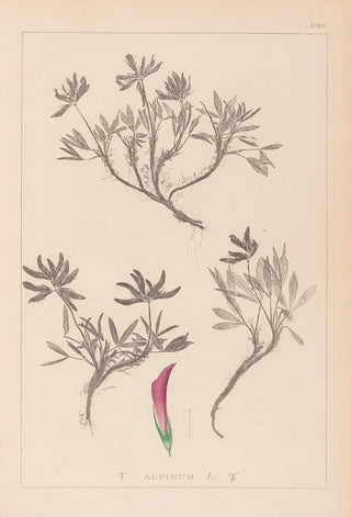 Louis Antoine Cusin - Herbier de la flore franaise Pl0355.webp