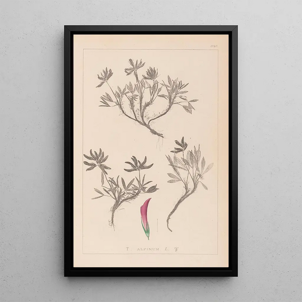 Louis Antoine Cusin - Herbier de la flore franaise Pl0355.webp
