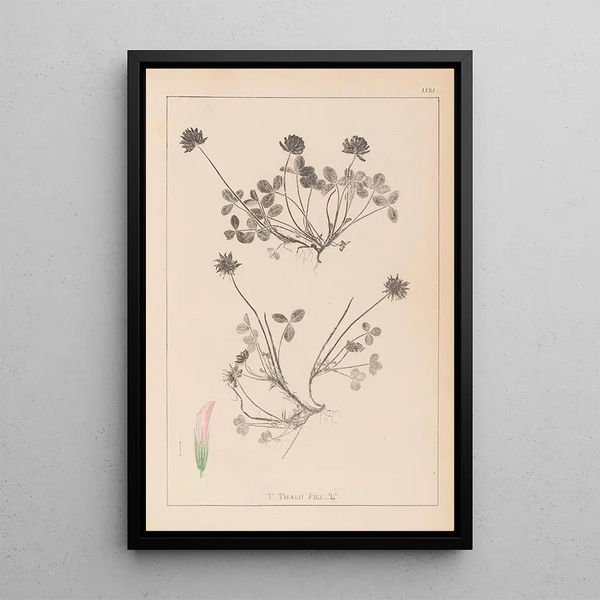 Louis Antoine Cusin - Herbier de la flore franaise Pl0356.webp