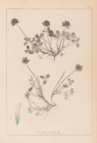 Louis Antoine Cusin - Herbier de la flore franaise Pl0356.webp