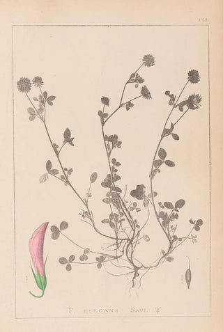 Louis Antoine Cusin - Herbier de la flore franaise Pl0360.webp