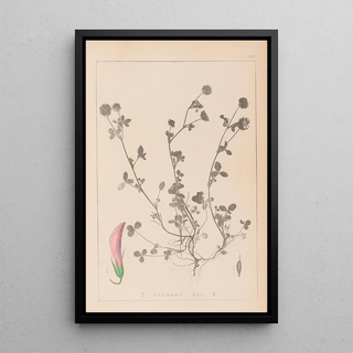 Louis Antoine Cusin - Herbier de la flore franaise Pl0360.webp