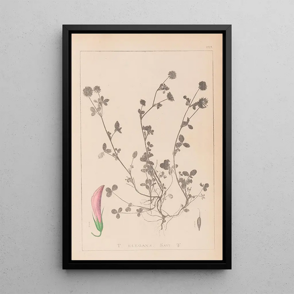 Louis Antoine Cusin - Herbier de la flore franaise Pl0360.webp
