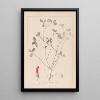 Louis Antoine Cusin - Herbier de la flore franaise Pl0361.webp