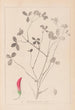 Herbier de la flore française Pl0361 - Louis Antoine Cusin — weergave van het kunstwerk