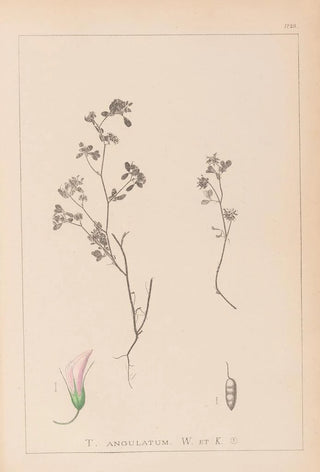 Louis Antoine Cusin - Herbier de la flore franaise Pl0362.webp