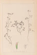 Herbier de la flore française Pl0363 - Louis Antoine Cusin — weergave van het kunstwerk