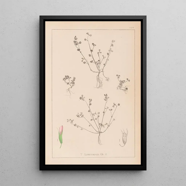Louis Antoine Cusin - Herbier de la flore franaise Pl0364.webp