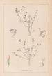 Herbier de la flore française Pl0364 - Louis Antoine Cusin — weergave van het kunstwerk