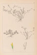 Herbier de la flore française Pl0365 - Louis Antoine Cusin — weergave van het kunstwerk