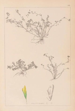 Louis Antoine Cusin - Herbier de la flore franaise Pl0365.webp