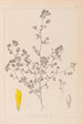 Herbier de la flore française Pl0368 - Louis Antoine Cusin — weergave van het kunstwerk
