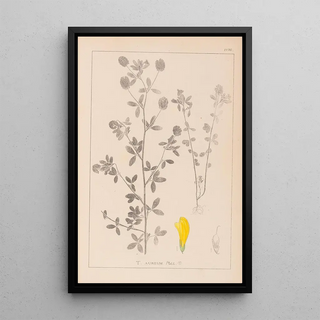 Louis Antoine Cusin - Herbier de la flore franaise Pl0370.webp