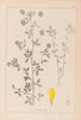 Herbier de la flore française Pl0370 - Louis Antoine Cusin — weergave van het kunstwerk