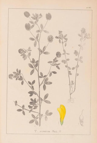 Louis Antoine Cusin - Herbier de la flore franaise Pl0370.webp
