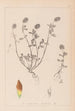 Herbier de la flore française Pl0371 - Louis Antoine Cusin — weergave van het kunstwerk