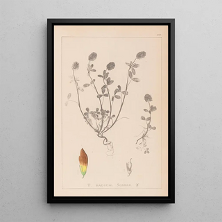 Louis Antoine Cusin - Herbier de la flore franaise Pl0371.webp
