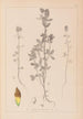 Herbier de la flore française Pl0372 - Louis Antoine Cusin — weergave van het kunstwerk