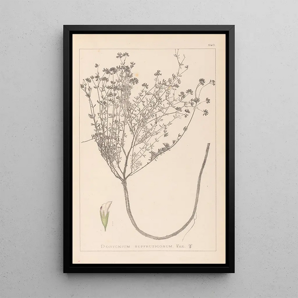 Louis Antoine Cusin - Herbier de la flore franaise Pl0374.webp