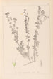 Herbier de la flore française Pl0375 - Louis Antoine Cusin — weergave van het kunstwerk