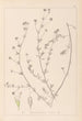 Herbier de la flore française Pl0376 - Louis Antoine Cusin — weergave van het kunstwerk